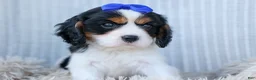 Cavalier King Charles Spaniel dogs for sale: Walker 🩵 - Ad 13