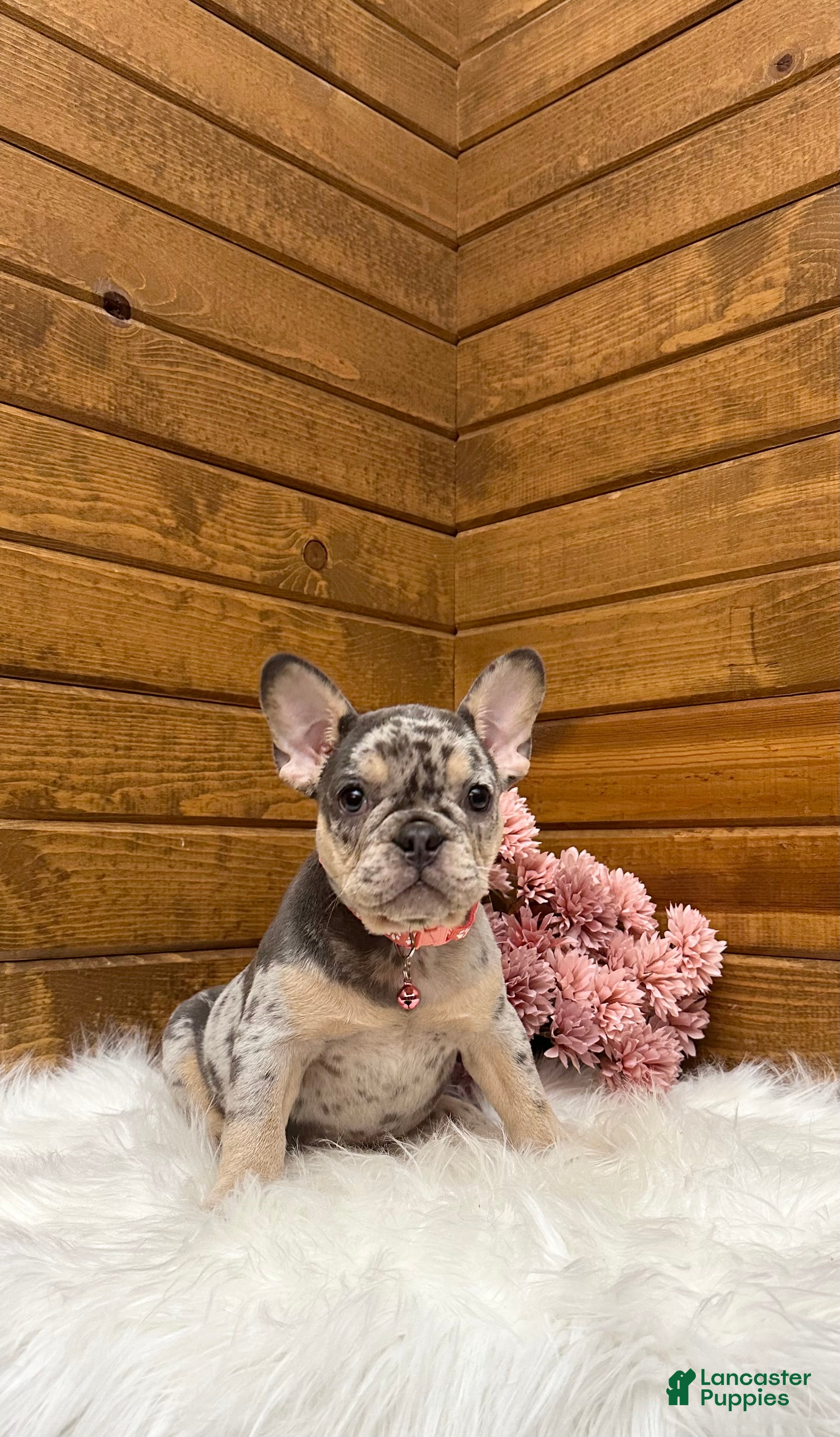 French Bulldog dogs Velvet - Ad 2
