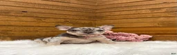 French Bulldog dogs for sale: Velvet - Ad 2