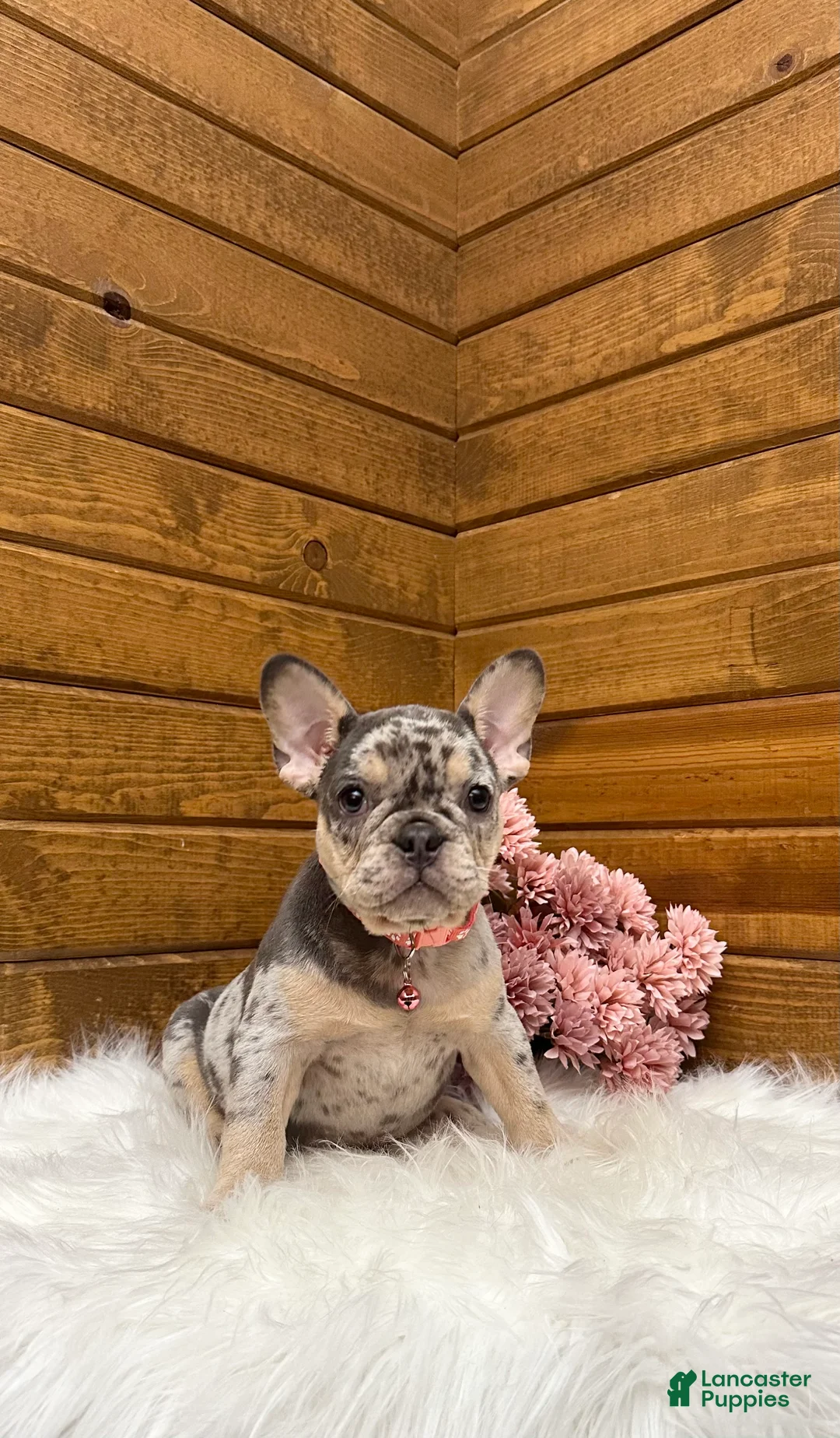 French Bulldog dogs for sale: Velvet - Ad 2