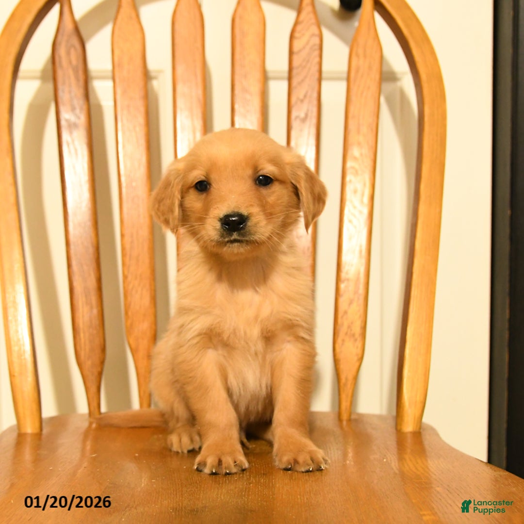Golden Retriever dogs for sale: Bambi - Ad 3