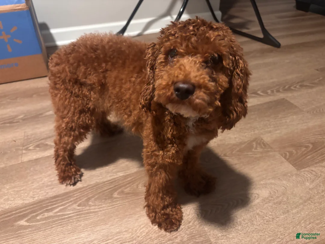 Toy Poodle dogs for sale: Scooby - Ad 3