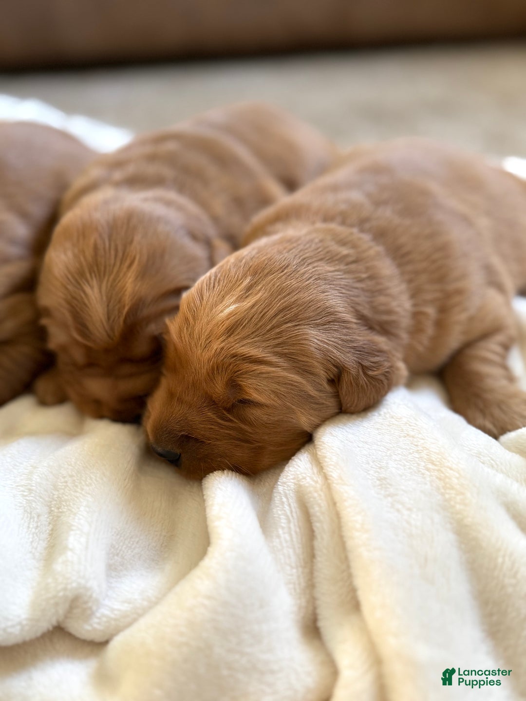 Golden Retriever dogs for sale: Merry - Ad 1