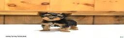 Yorkshire Terrier dogs for sale: Teacup Toby - Ad 5