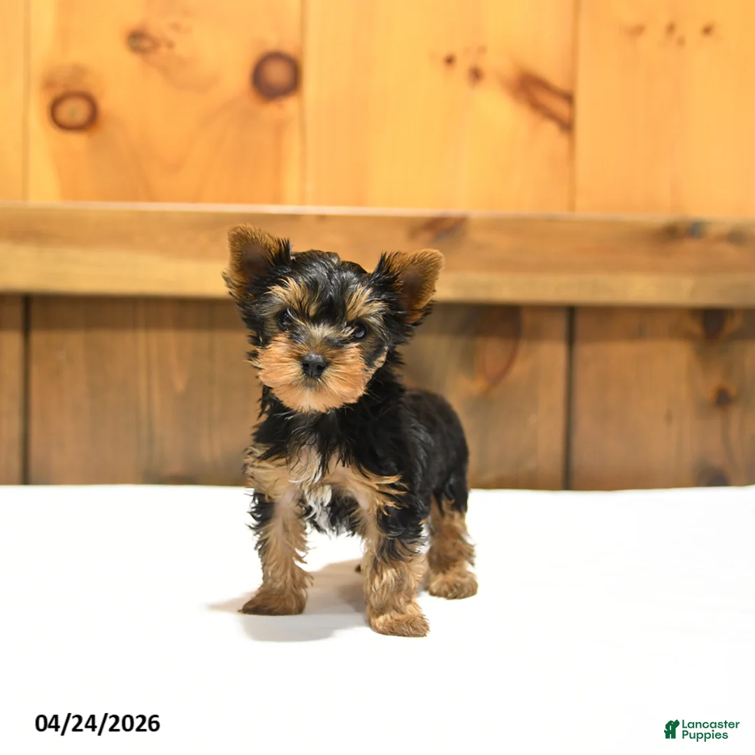 Yorkshire Terrier dogs for sale: Teacup Toby - Ad 5