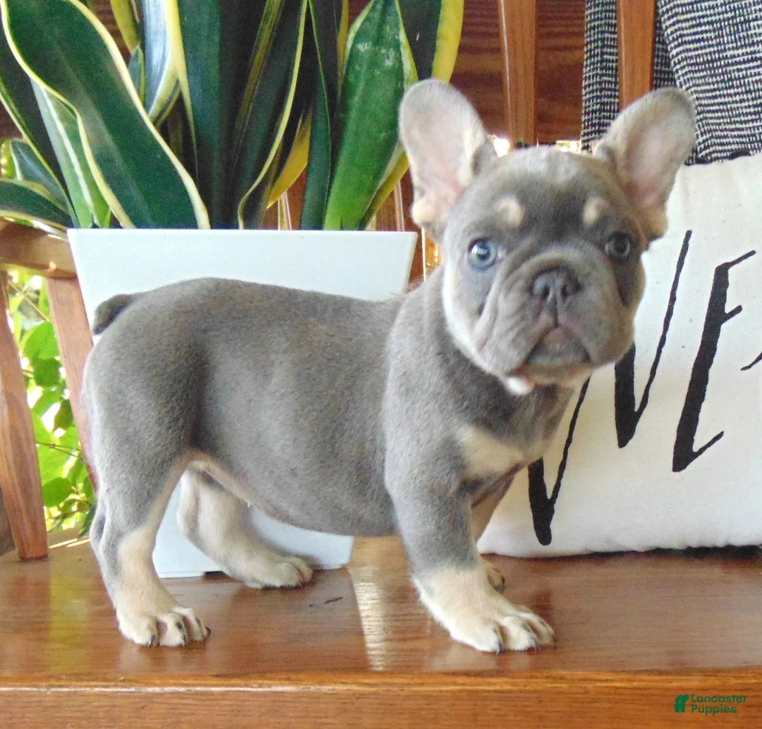 French Bulldog dogs for sale: Missy - Ad 2