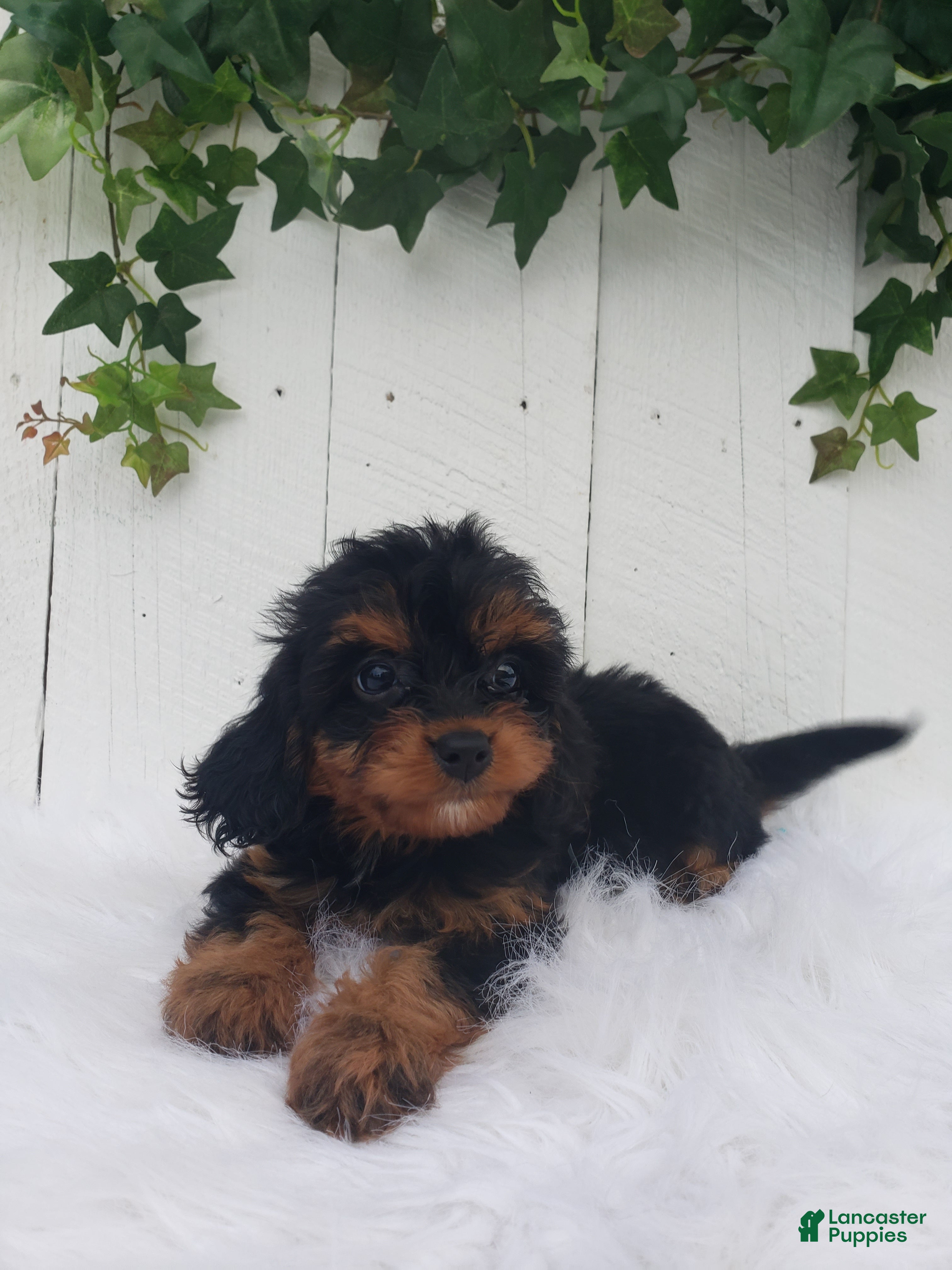Cavapoo dogs Callie  - Ad 2