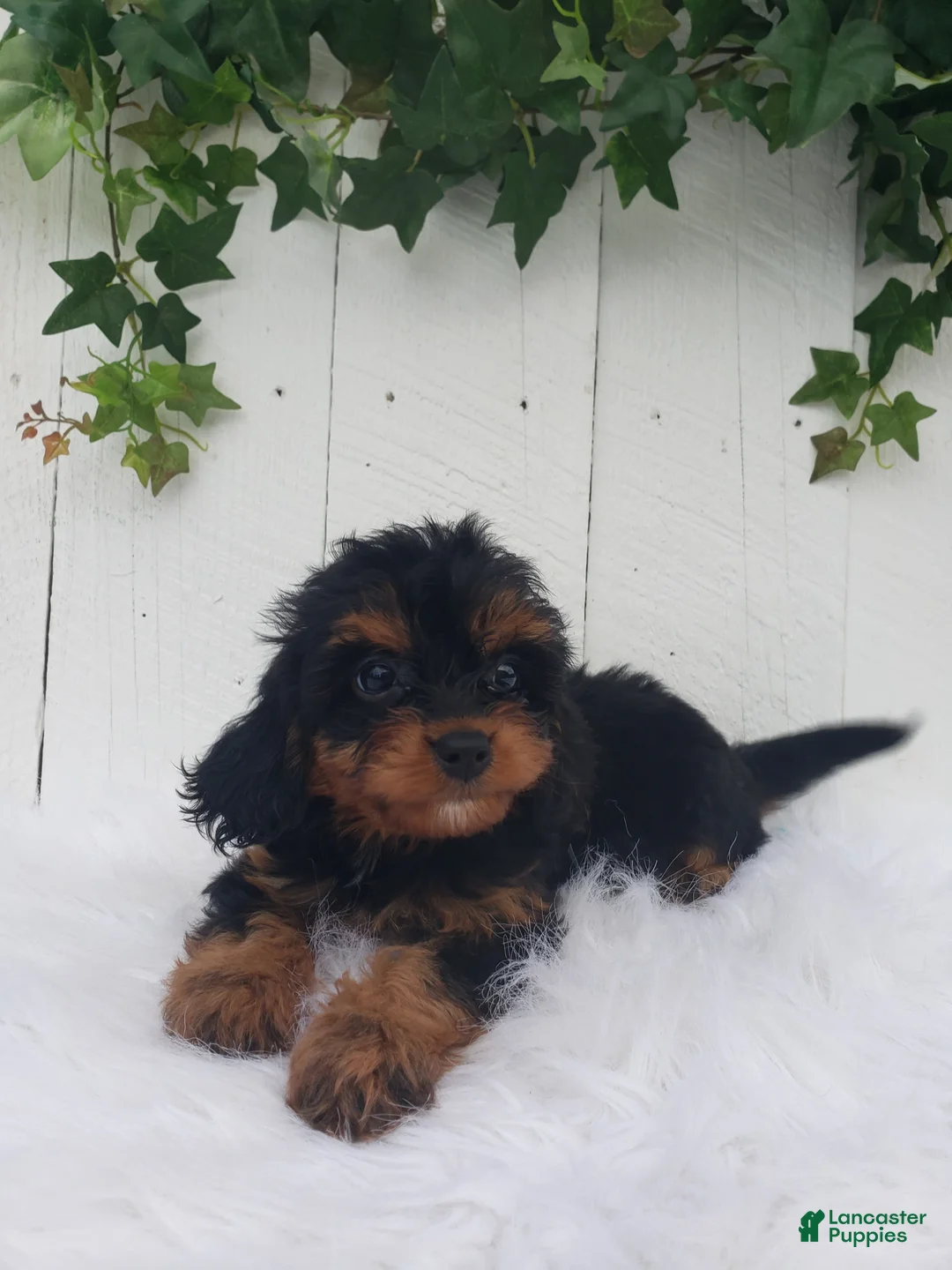 Cavapoo dogs for sale: Callie  - Ad 2