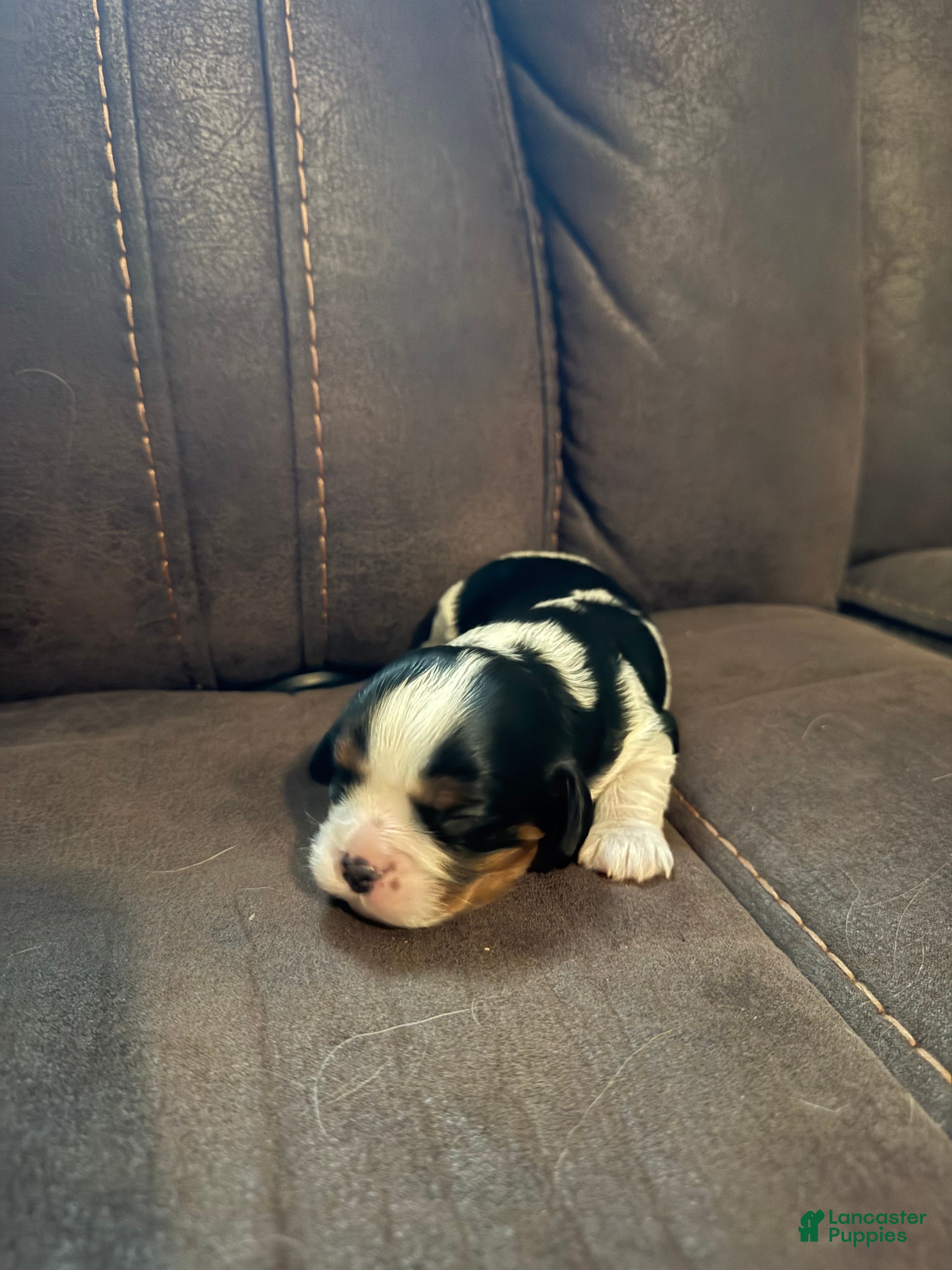 Cavalier King Charles Spaniel dogs for sale: Cavalier King Charles Spaniel - Harrison - Ad 4