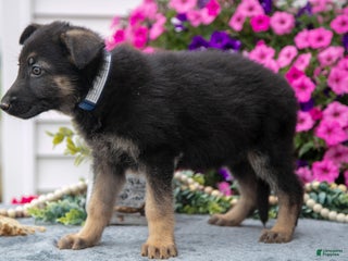 German Shepherd dogs - Ad 28