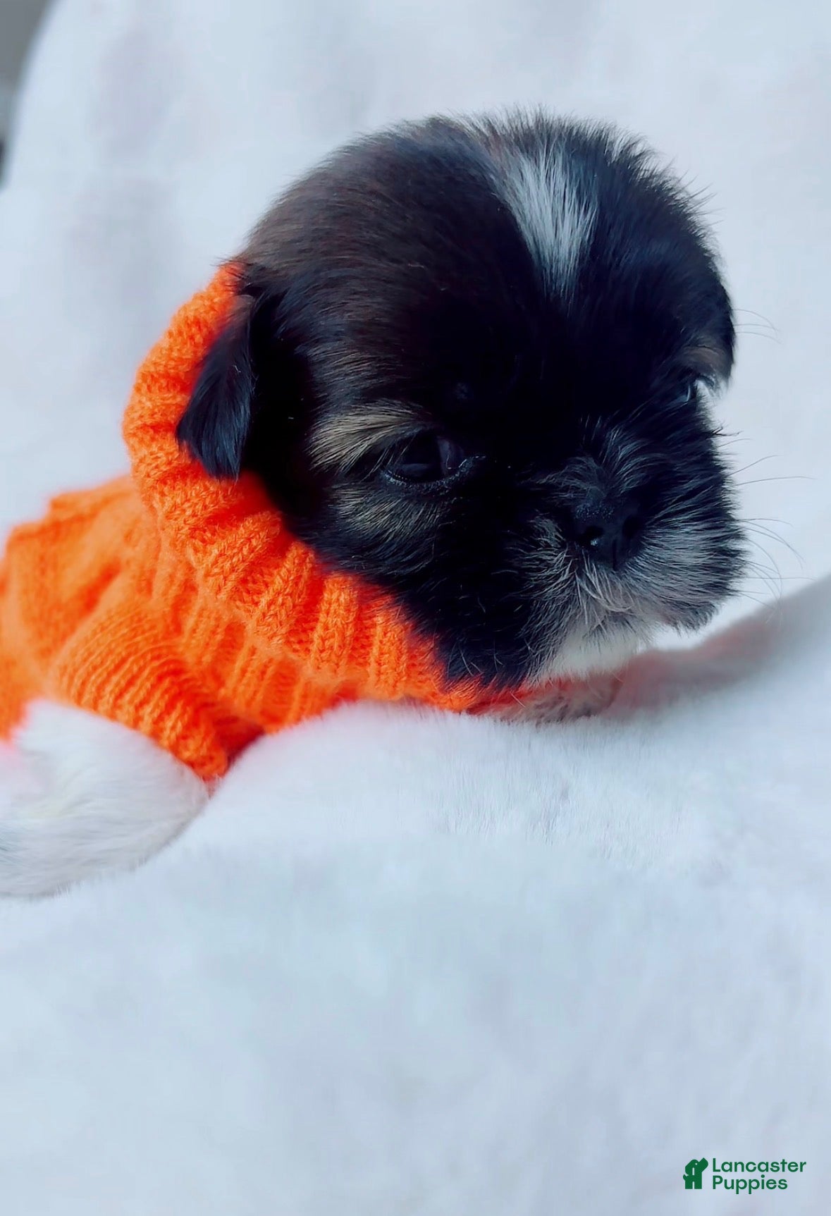 Shih Tzu dogs Max - Ad 2