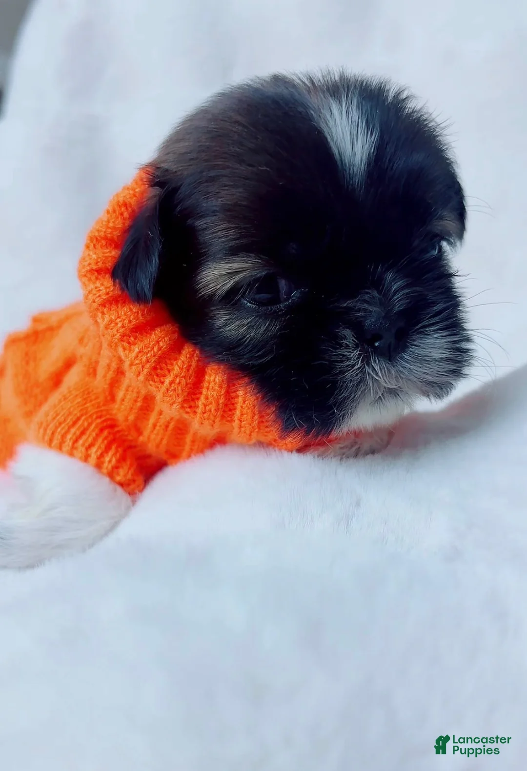 Shih Tzu dogs for sale: Max - Ad 2