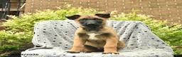 Belgian Malinois dogs for sale: Tyson  - Ad 2