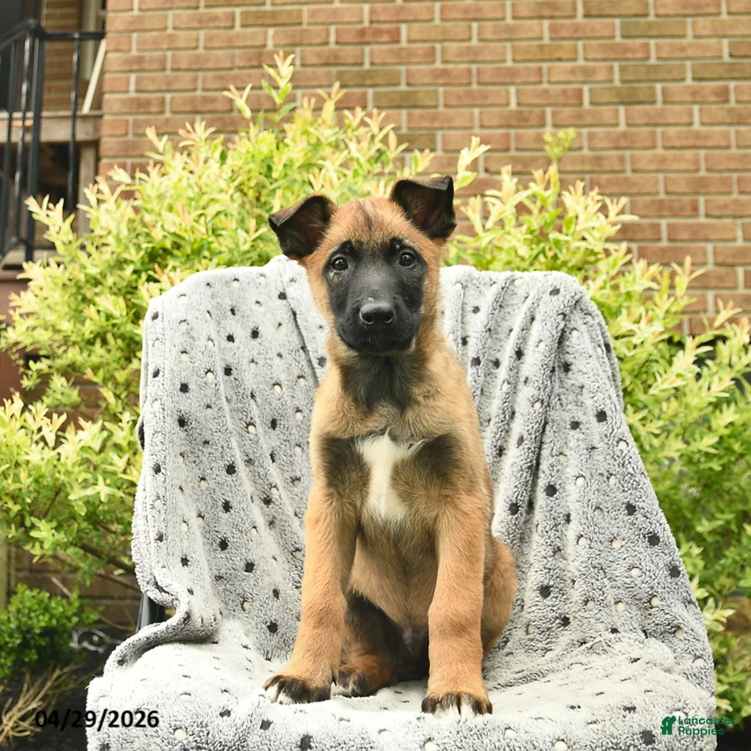 Belgian Malinois dogs for sale: Tyson  - Ad 2