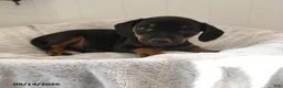 Mixed Breed dogs for sale: Shyla - Ad 3