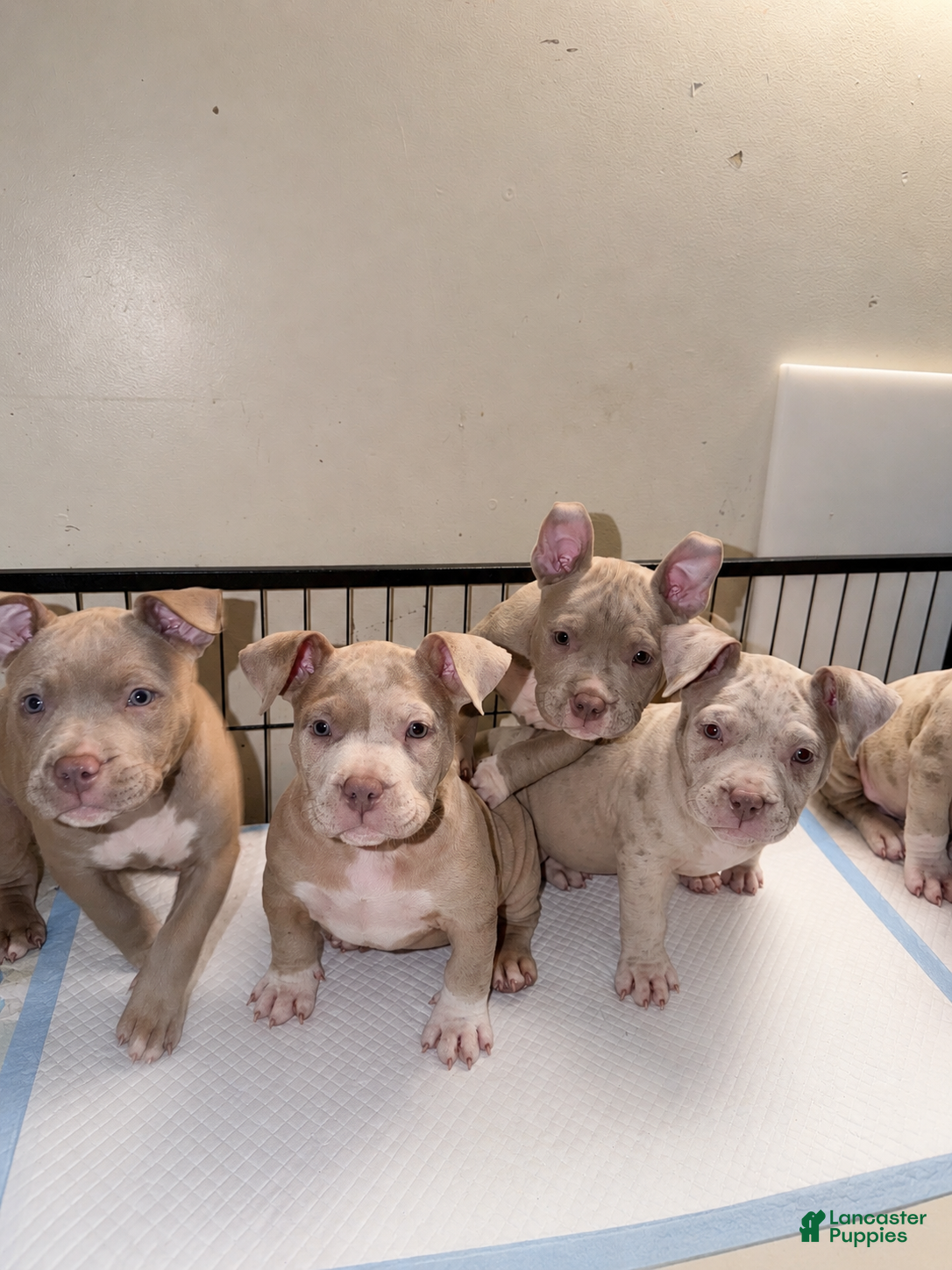 American Bully dogs Merle female 1  - Ad 2