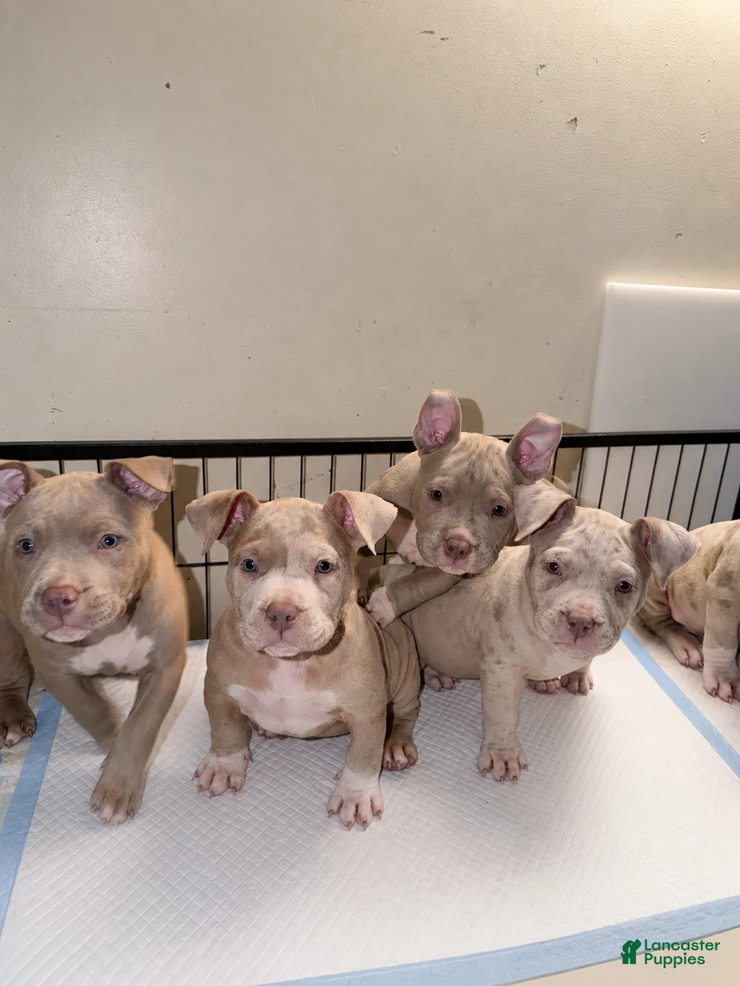 American Bully dogs for sale: Merle female 1  - Ad 2