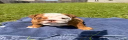 English Bulldog dogs for sale: Chunky Monkey - Ad 7