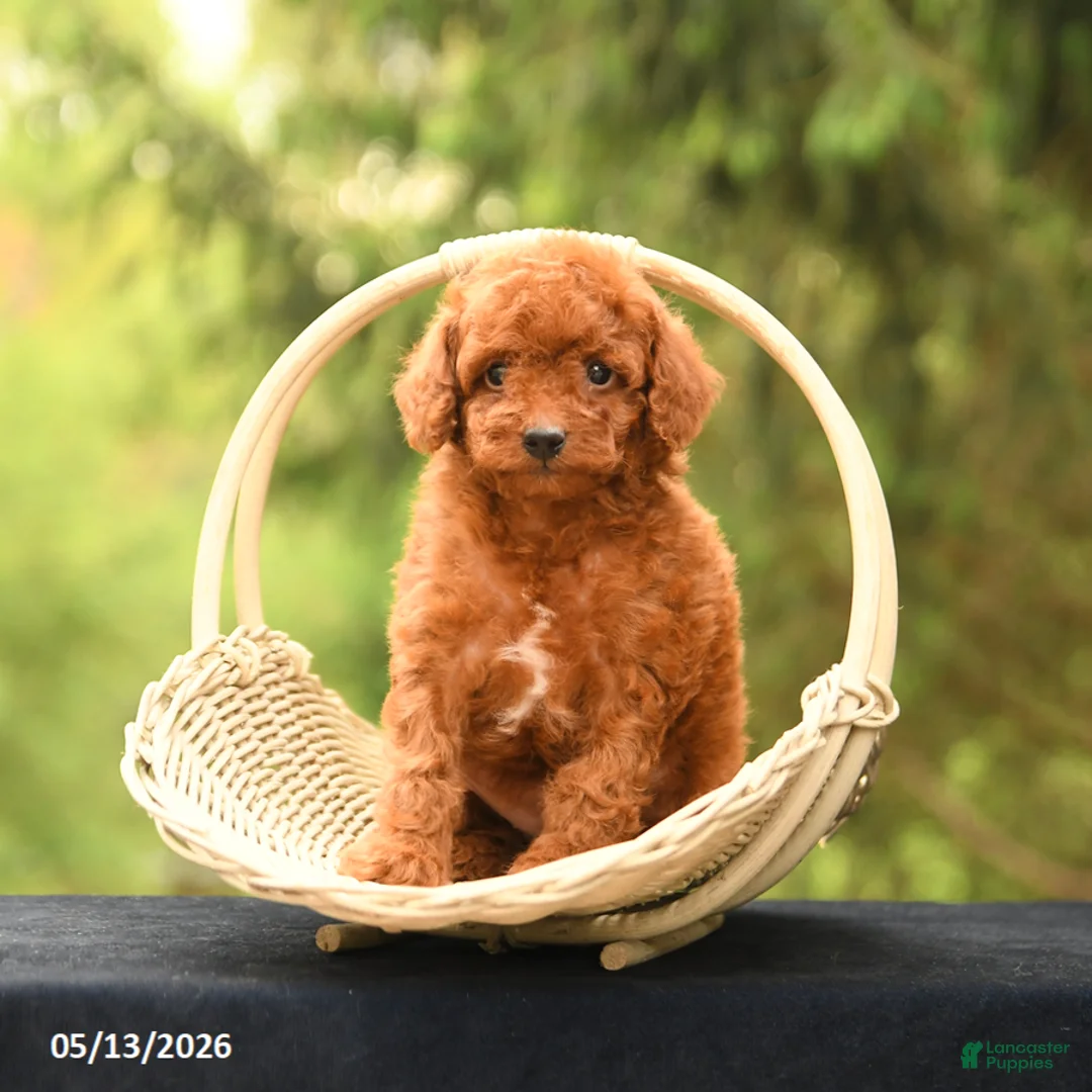 Toy Poodle dogs for sale: April - Ad 2