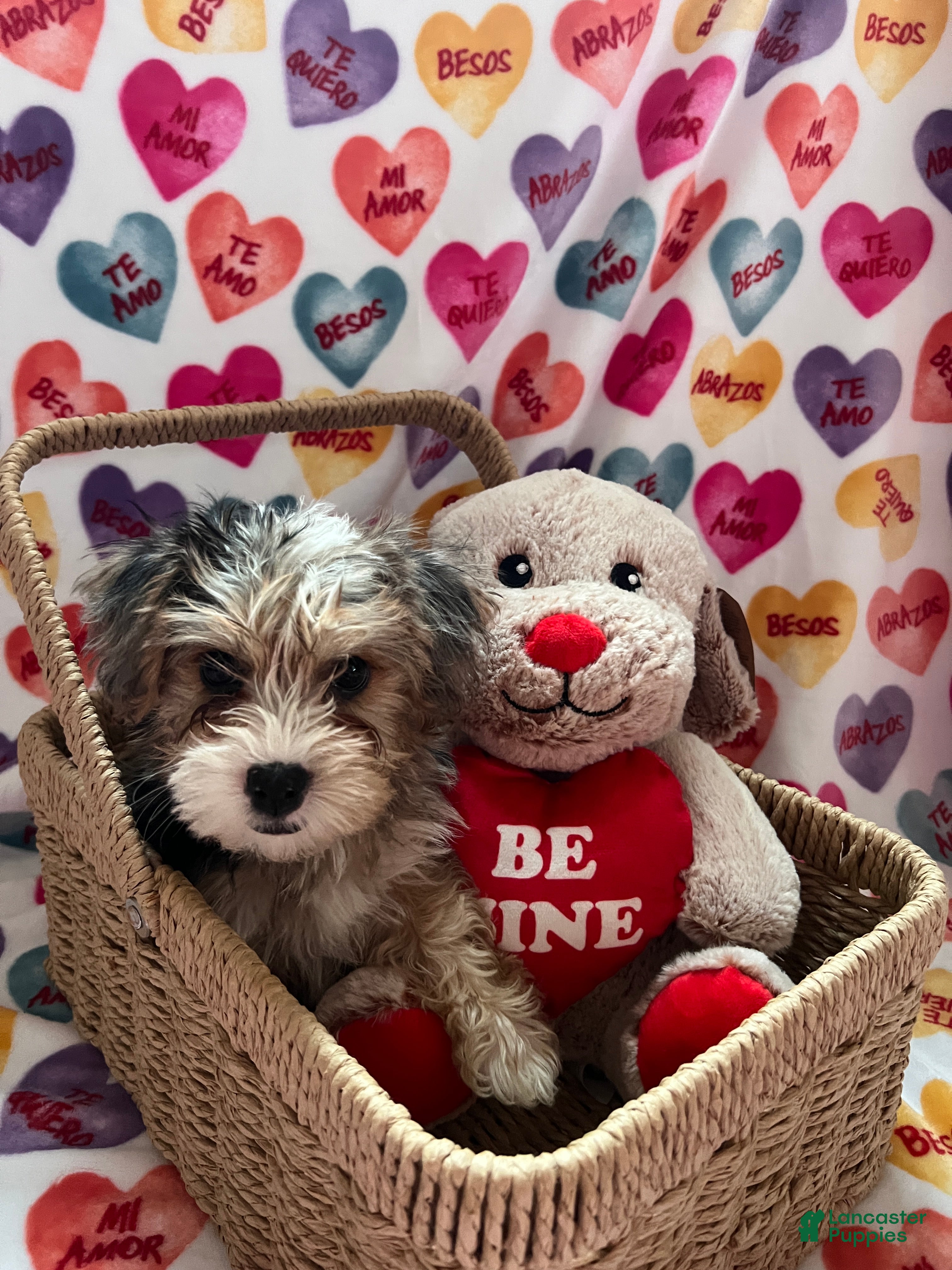 Yochon dogs Lush - Ad 12