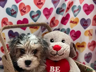 Yochon dogs Lush - Ad 12