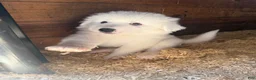 Great Pyrenees dogs for sale: Ms purple  - Ad 7
