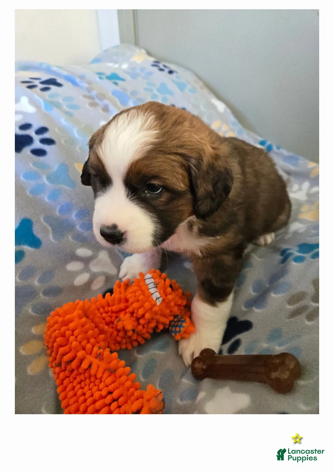 Mixed Breed dogs for sale: Buttercup  - Ad 8