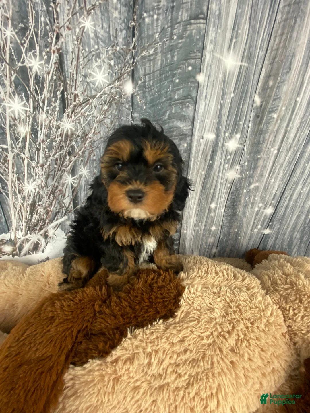 Cavapoo dogs for sale: Remy - Ad 3