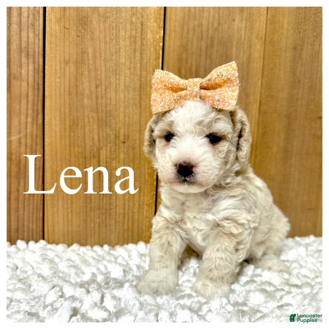 Mixed Breed dogs for sale: Lena - Micro Mini F1b - Ad 1