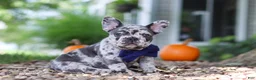 French Bulldog dogs for sale: Hayden - Ad 4
