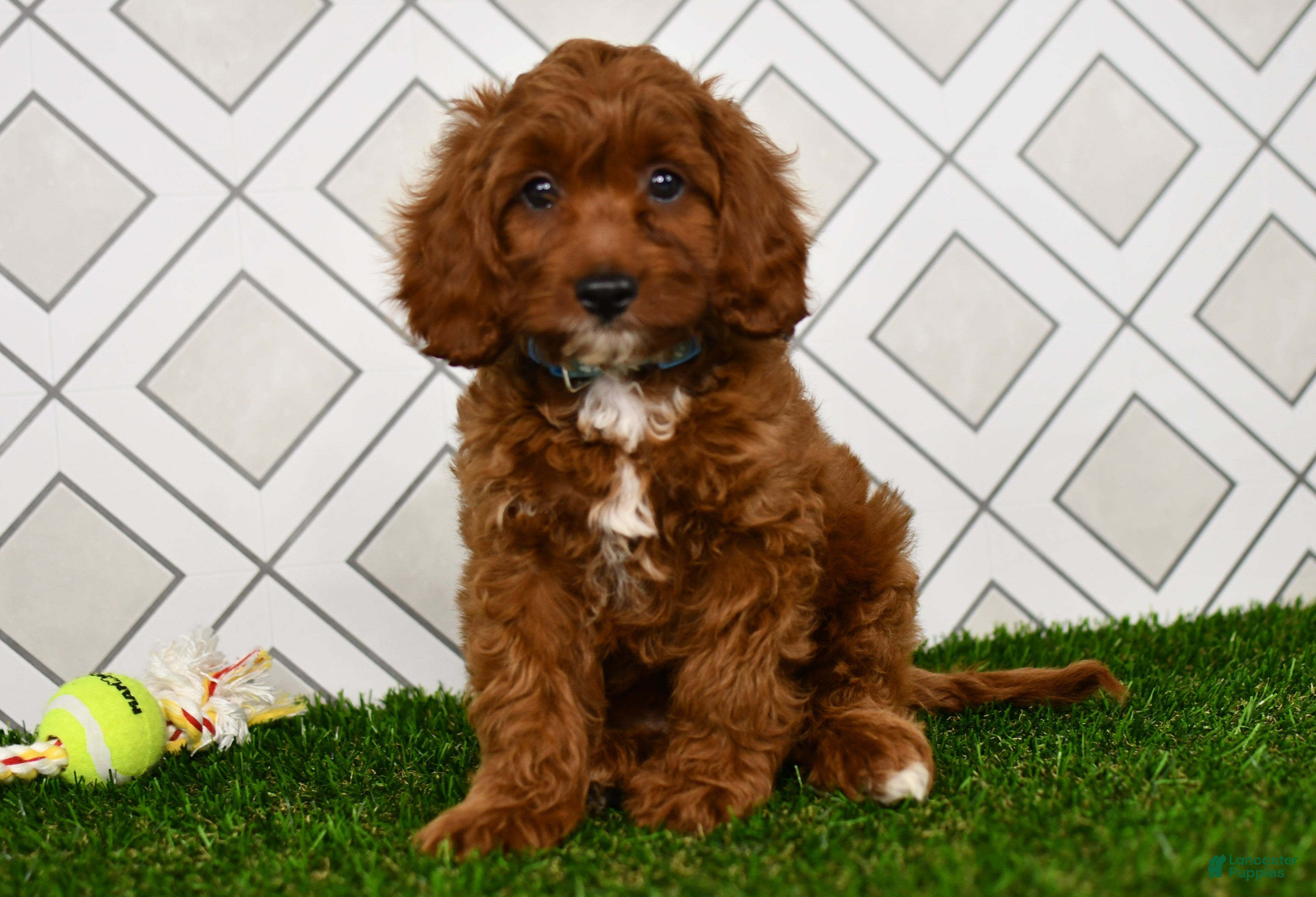 Cavapoo dogs Wade - Ad 2