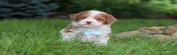Havapoo dogs for sale: Parker - Ad 3
