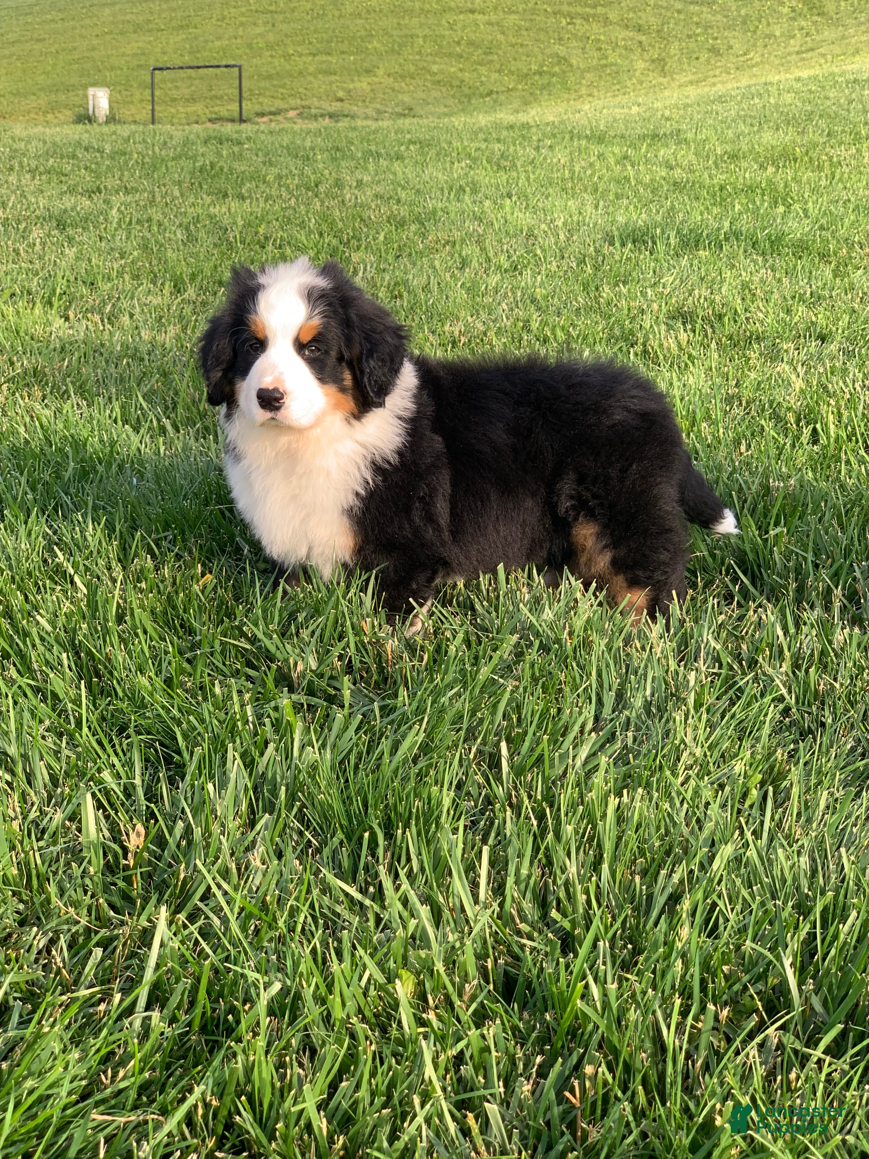 Bernese Mountain Dog dogs for sale: Nemo - Ad 15