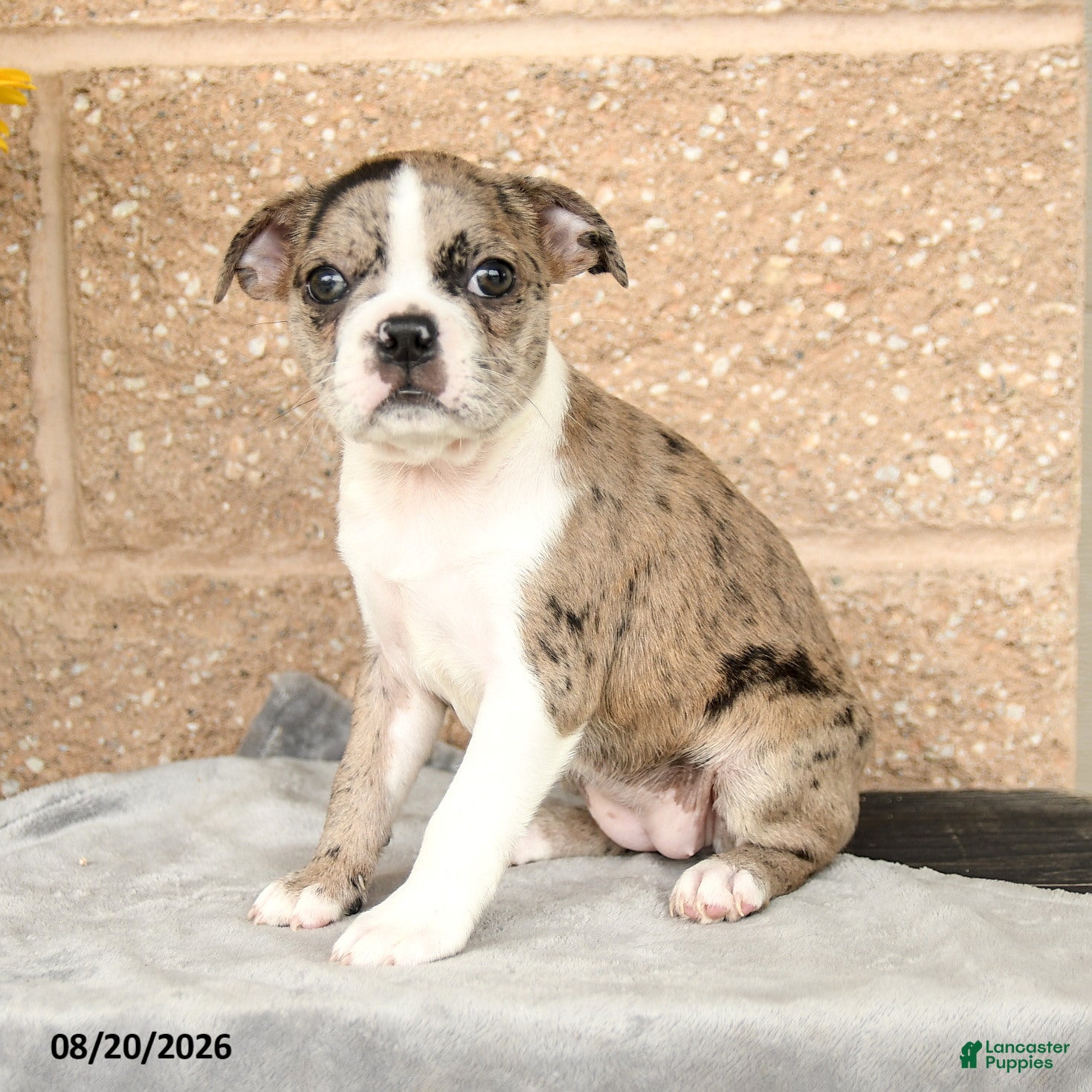 Boston Terrier dogs Monica - Ad 2