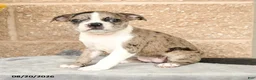 Boston Terrier dogs for sale: Monica - Ad 2