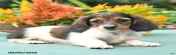Dachshund dogs for sale: Tasha - Ad 3