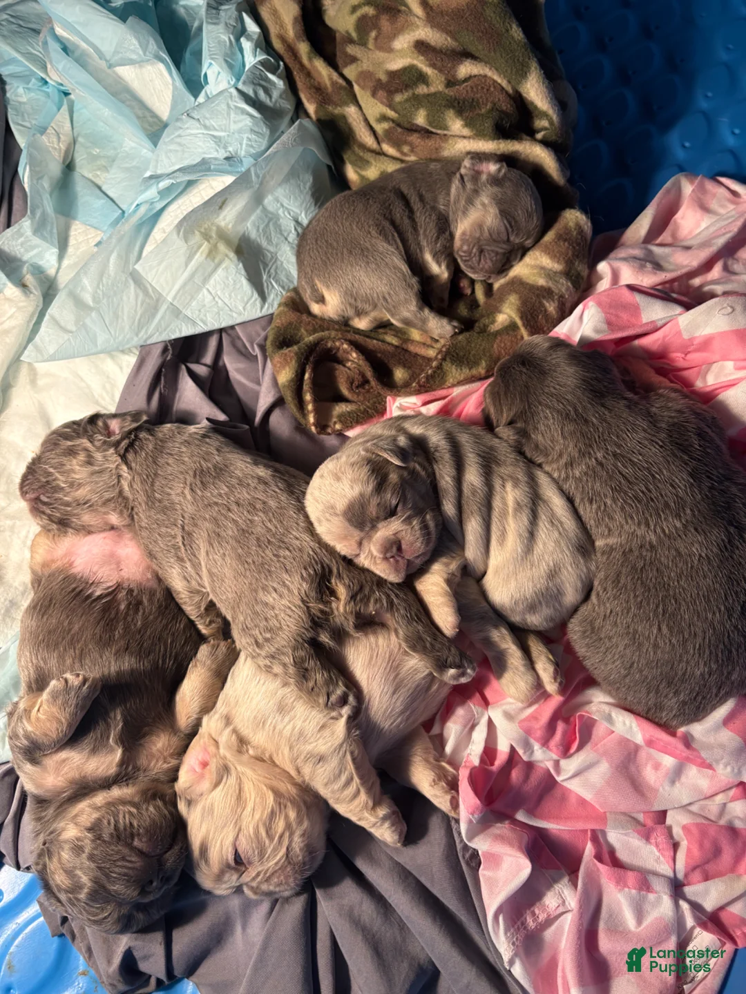 French Bulldog dogs for sale: French Bulldog Puppy 2 - Ad 16