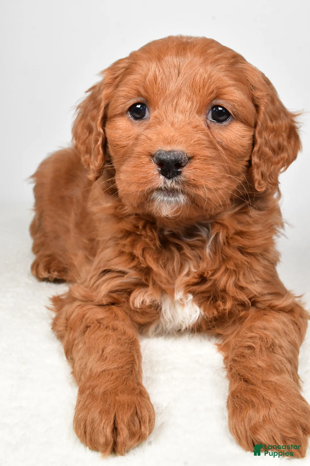 Mini Goldendoodle dogs for sale: Bailey - Ad 9