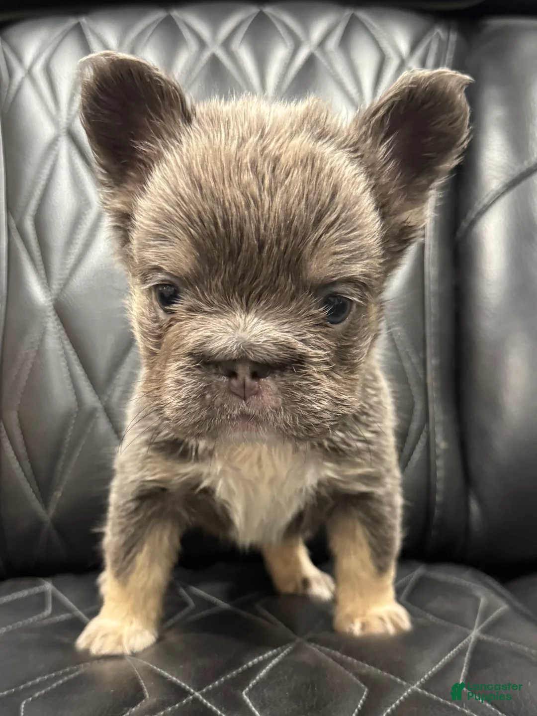 French Bulldog dogs for sale: FLUFFY BIG ROPE MAVERICK - Ad 1