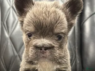 French Bulldog dogs for sale: FLUFFY BIG ROPE MAVERICK - Ad 3