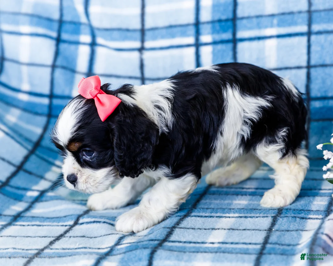 Mixed Breed dogs for sale: Joanne - Ad 2