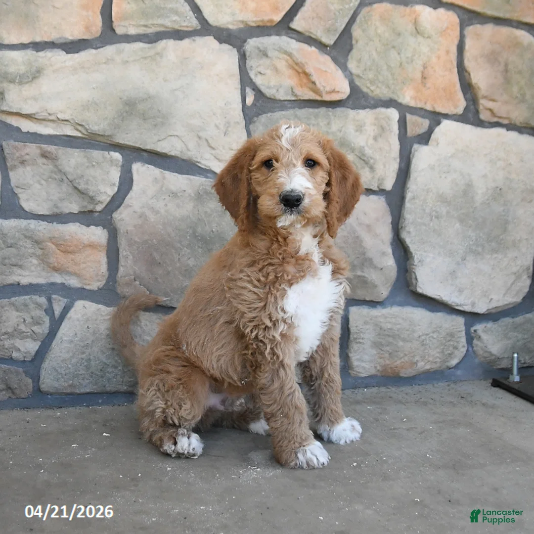 Labradoodle dogs for sale: Muffin - Ad 1