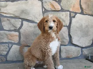 Labradoodle dogs for sale: Muffin - Ad 1