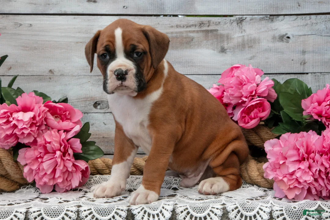 Boxer dogs for sale: Bruce - Ad 3