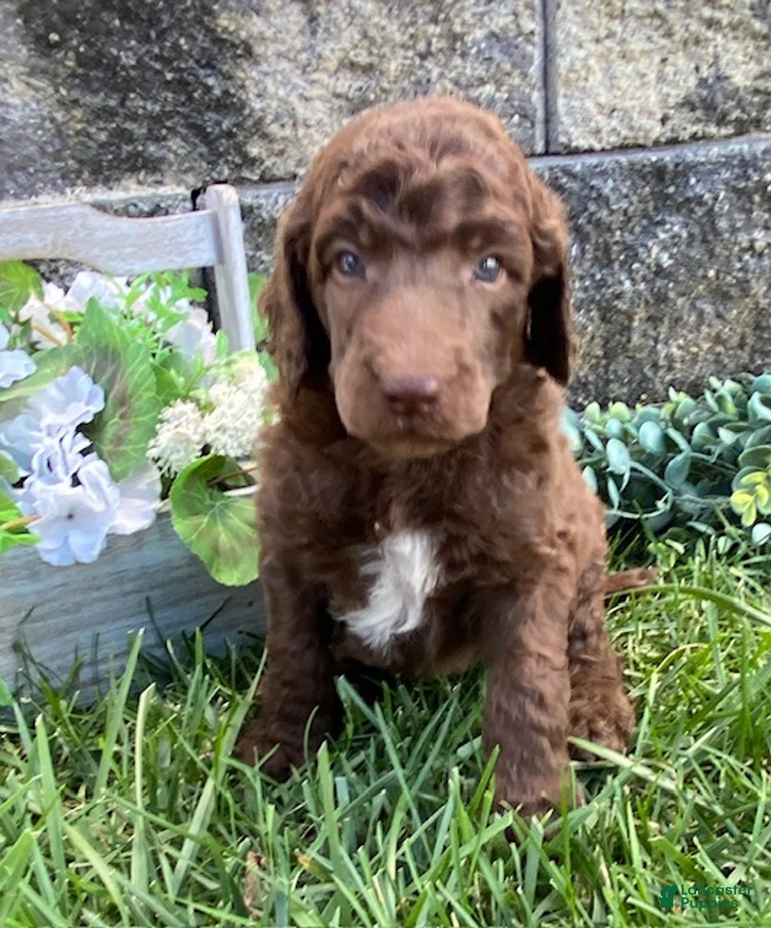 Standard Poodle dogs for sale: Tanner- genetic clear - Ad 1