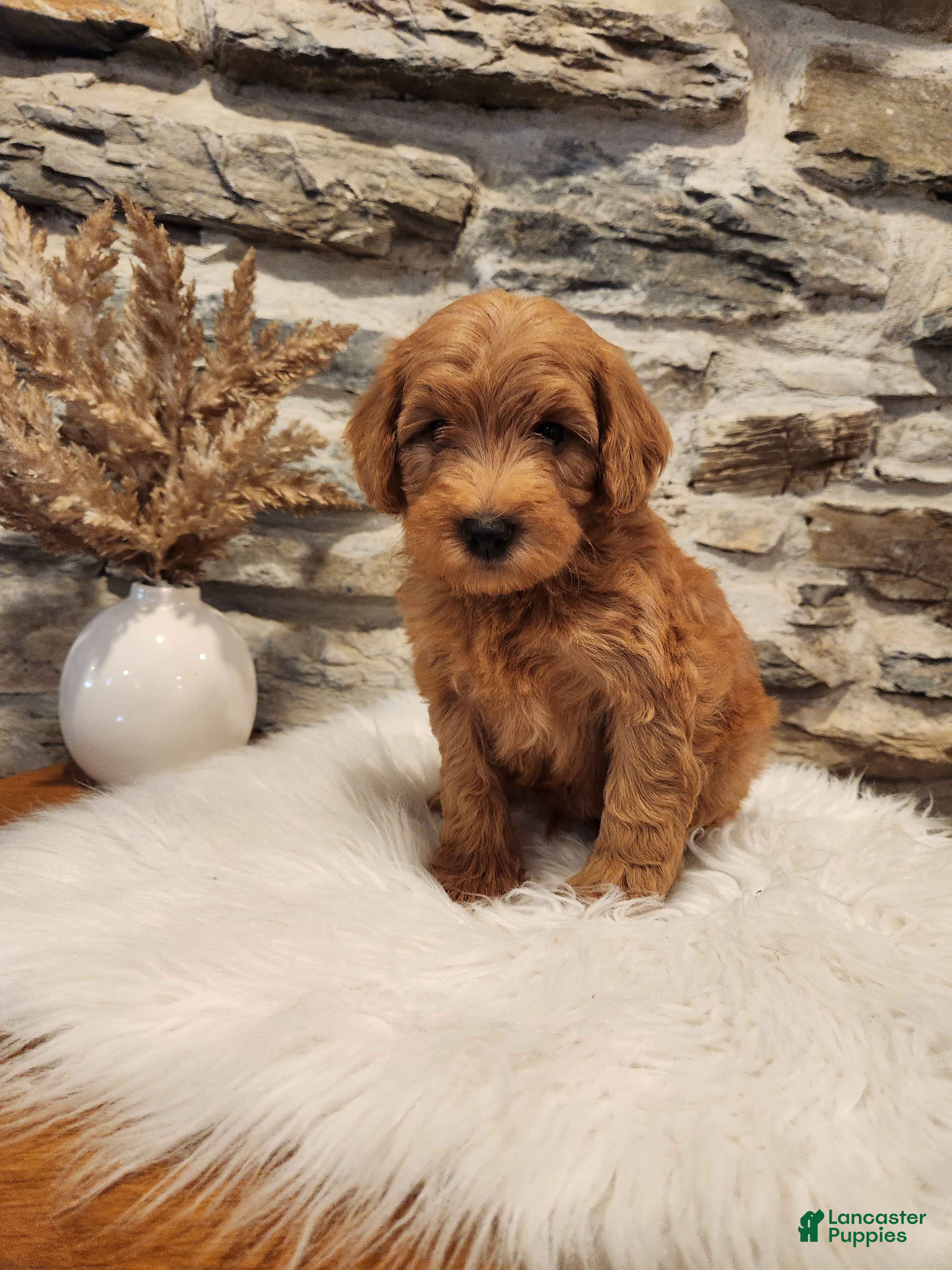 Mini Goldendoodle dogs BOSWELL - Mini Goldendoodle Puppy 6 - Ad 1