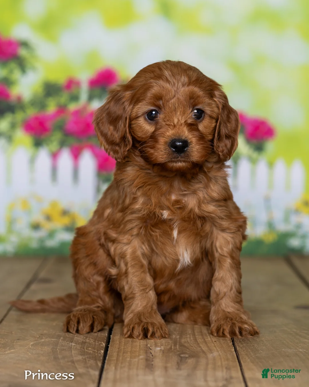 Cavapoo dogs for sale: Princess - Ad 1