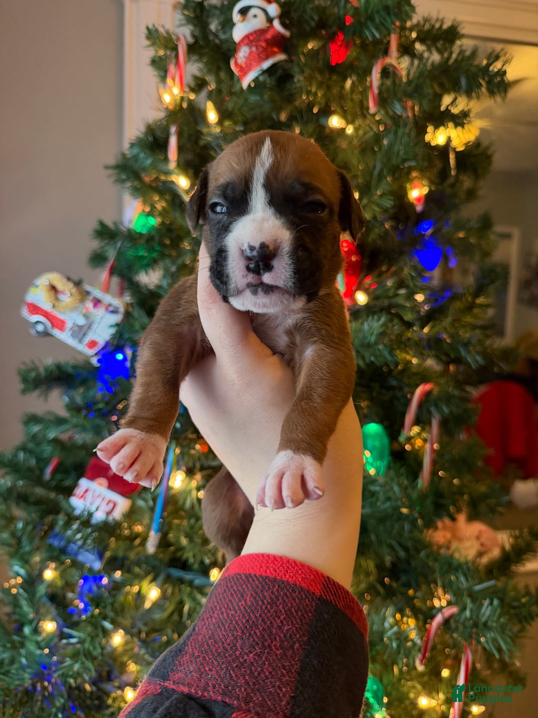Boxer dogs for sale: Noel  - Ad 30