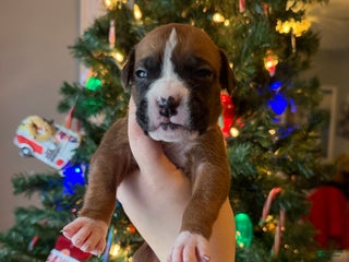 Boxer dogs Teddy - Ad 38