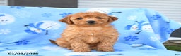 Mini Goldendoodle dogs for sale: Wren - Ad 4